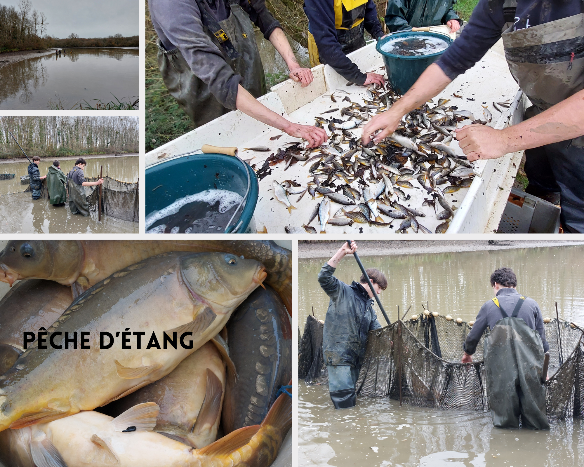 LA CLASSE DE SECONDE CULTURES MARINES A LA DECOUVERTE DES POISSONS D'EAU DOUCE