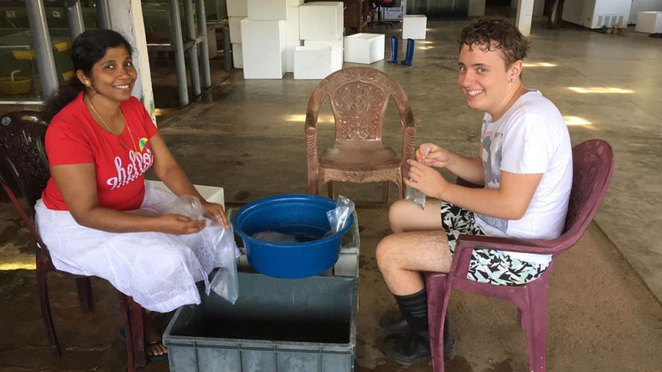 Des Guppys au microscope…