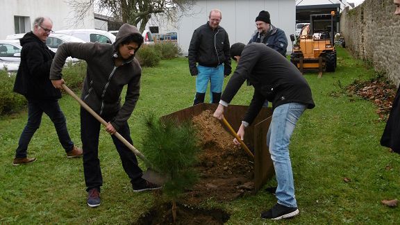 Plantation d’un pin parasol au lycée maritime d'Etel