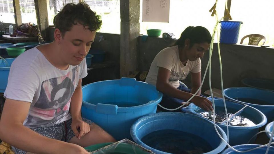 Le tri des Guppys dans l’hémisphère sud