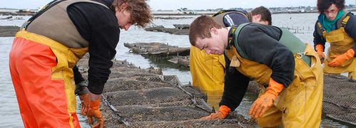 L'employé aux cultures marines